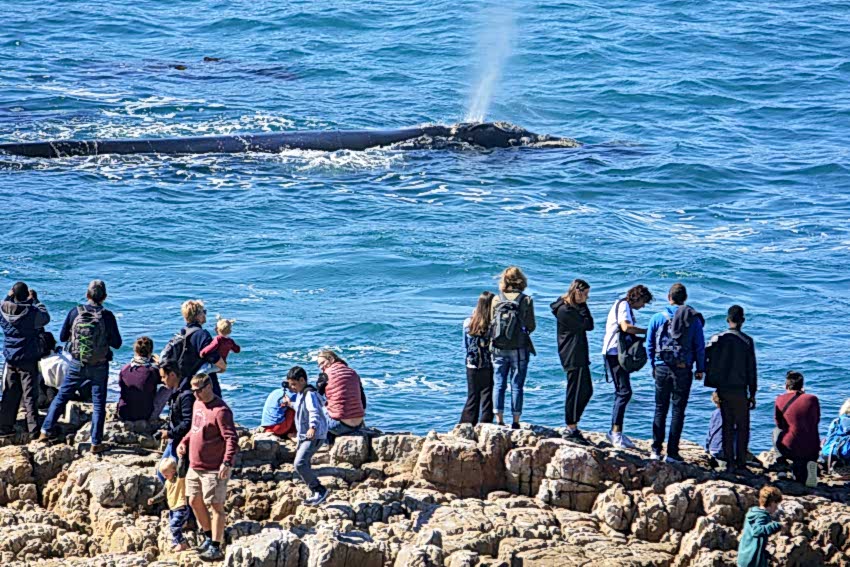 Whale Watching
