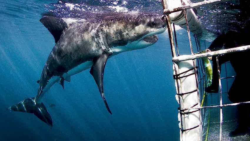 Shark Cage Diving